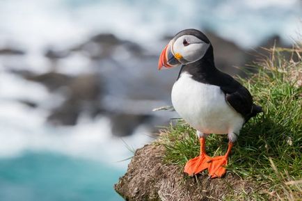 Holtpont (fratercula Arctica) tenyésztés, fotók, érdekességek