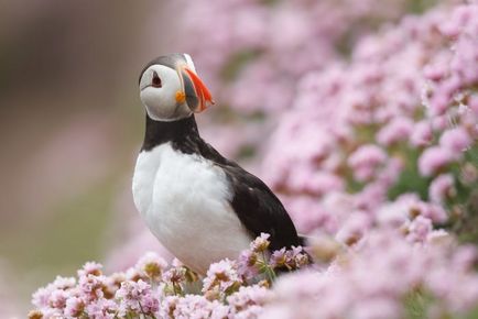 Holtpont (fratercula Arctica) tenyésztés, fotók, érdekességek