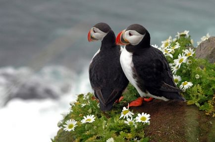 Holtpont (fratercula Arctica) tenyésztés, fotók, érdekességek