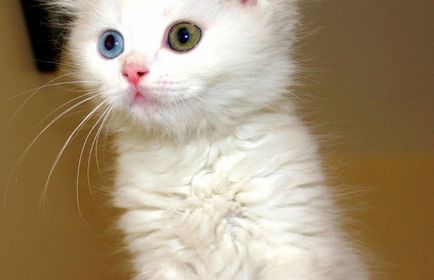Турецький ван опис породи кішок, характер, відгуки (з фото і відео)