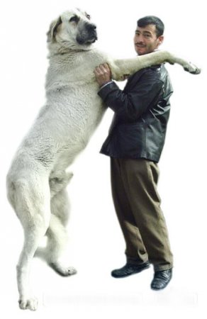 Wolfhound turc