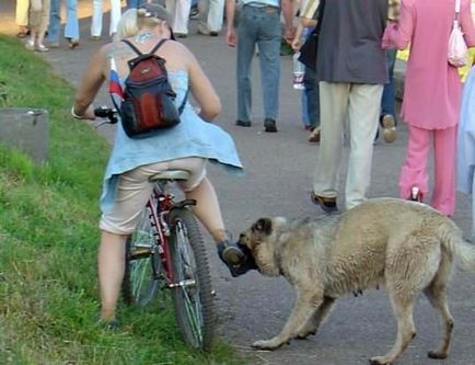 Omoară un câine vagabond dacă mușcă câinele fără stăpân