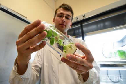 Oamenii de știință împotriva miturilor care se tem de cartofi cu OMG și cum să aloce ADN în bucătăria lor