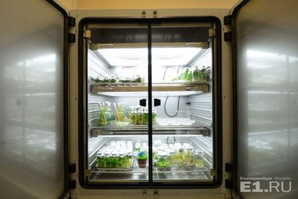 Вчені проти міфів кому страшна картопля з ГМО і як виділити ДНК у себе на кухні