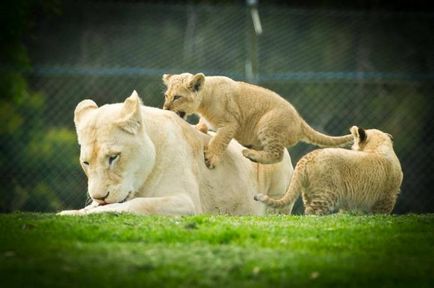 Imagini Wow, modul în care animalele îngrijesc și își educă urmașii