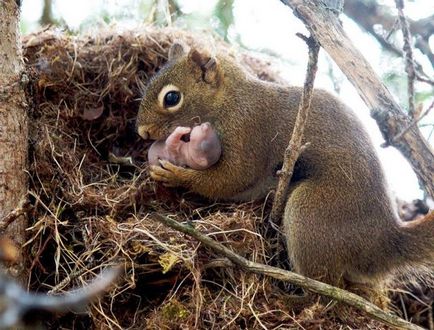 Imagini Wow, modul în care animalele îngrijesc și își educă urmașii