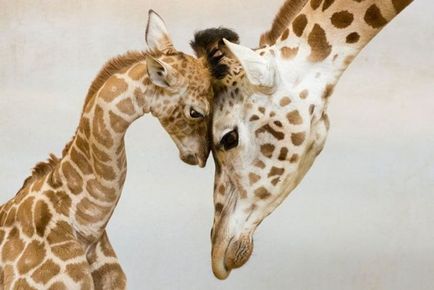 Зворушливі фото, як тварини дбають і виховують своє потомство