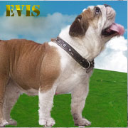 Sigiliu pe labă - sfătui - forum bulldogomanov - Filtru bulldog engleză