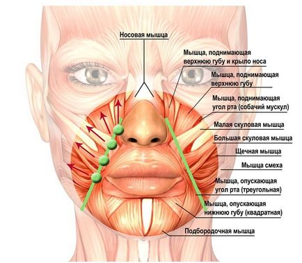 Вправи для обличчя від носогубних складок поради