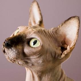 Urechile unei pisici sunt specifice percepției sunetelor, bolii urechilor, îngrijirea urechilor