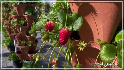 Grijă de căpșuni - că boabe a fost delicios (7 reguli), un site despre gradina, cabana și plante de interior
