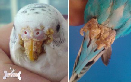 Догляд за дзьобом хвилястих папуг раціональне харчування і механічні навантаження