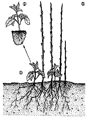 Reproducerea vegetativă a plantelor fructifere