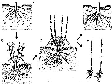 Reproducerea vegetativă a plantelor fructifere