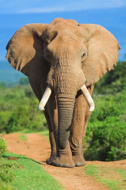 величні слони
