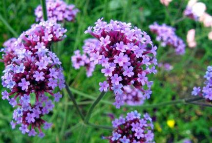 Verbena tea használják a tradicionális gyógyászatban, a legjobb receptek