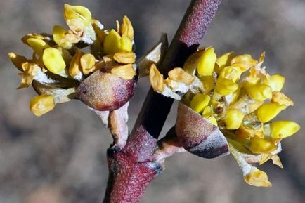 Cultivarea lemnului de câine - plantarea și îngrijirea lemnului de câine în sol deschis, reproducerea și tăierea lemnului de casă, lumea