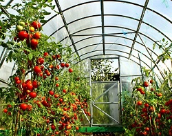 Вирощування огірків і помідорів в теплиці, насіння для них
