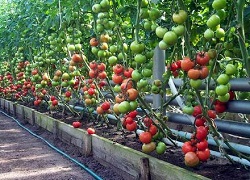 Вирощування огірків і помідорів в теплиці, насіння для них