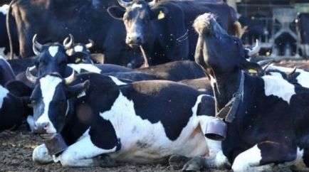 Diareea virală a bovinelor