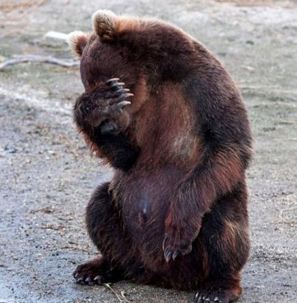 У Кузбасі ведмідь задер шість корів за два тижні