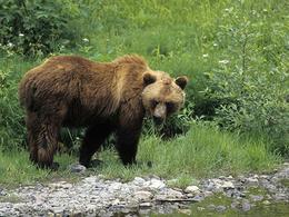 În bazinul Kuznetsk, un urs a luat șase vaci în două săptămâni