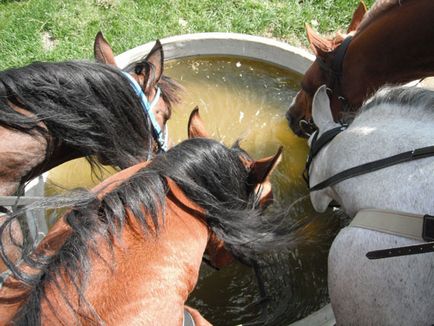 Вода, happy horse training