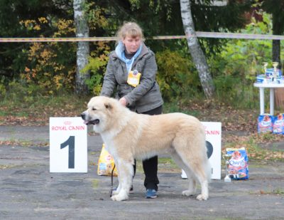 Întreaga paletă de roci foto-raport de la câine arată în Saharov - Zotover - Tver de referință -