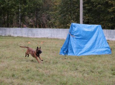 Întreaga paletă de reportaje foto de la spectacole de câine în Saharov - Zotover - referință Tver -