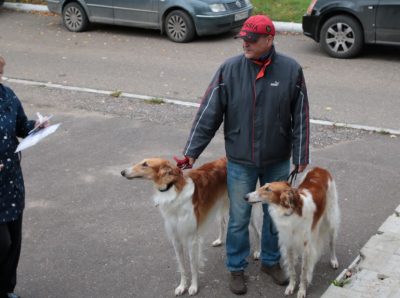 Întreaga paletă de reportaje foto de la spectacole de câine în Saharov - Zotover - referință Tver -