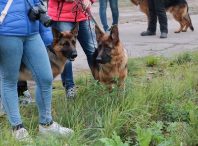 Вся палітра порід фоторепортаж з виставок собак в Сахарове - зоотверь - товариський довідково -