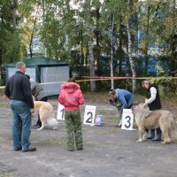 Вся палітра порід фоторепортаж з виставок собак в Сахарове - зоотверь - товариський довідково -