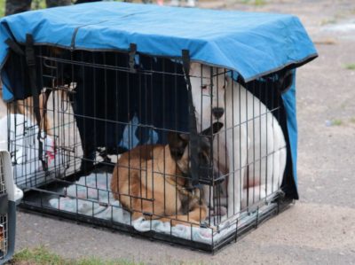 Întreaga paletă de reportaje foto de la spectacole de câine în Saharov - Zotover - referință Tver -