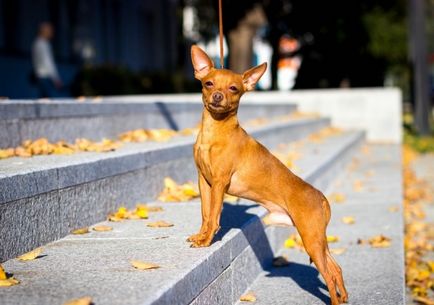 Caracteristicile rasei de câine pugwalker cu fotografii, videoclipuri și recenzii