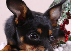 Характеристика породи собак празький крисарік з фото, відео та відгуками