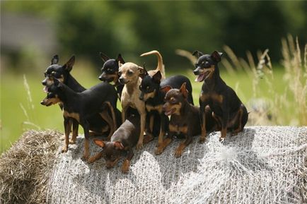 Характеристика породи собак празький крисарік з фото, відео та відгуками