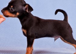 Caracteristicile rasei de câine pugwalker cu fotografii, videoclipuri și recenzii