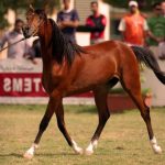 Caracteristicile și descrierea rasei de cai arabe; câte margini într-un cal arab pur