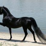 Caracteristicile și descrierea rasei de cai arabe; câte margini într-un cal arab pur