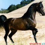 Jellemzők és arab lófajta leírása; hány borda egy arab telivér