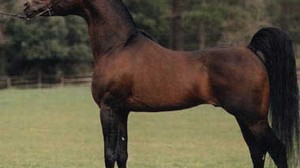 Характеристики та опис арабської породи коней; скільки ребер у арабської чистокровної коні