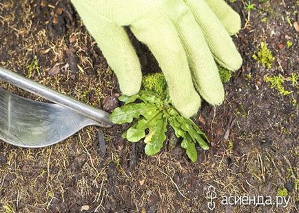 Oțet de cidru de mere în horticultură