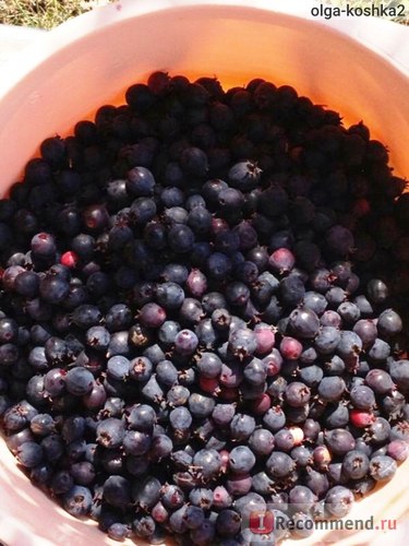 Ягода ірга - «як заморозити ягоди на зиму ірга з цукром