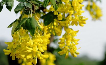 Japonia gradina de flori de asikaga sau aroma de intoxicare a wisteria