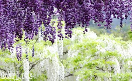 Japonia gradina de flori de asikaga sau aroma de intoxicare de wisteria