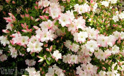 Japonia gradina de flori de asikaga sau aroma de intoxicare de wisteria