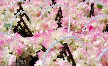 Japonia grădină de flori de asikaga sau arome de intoxicare de wisteria