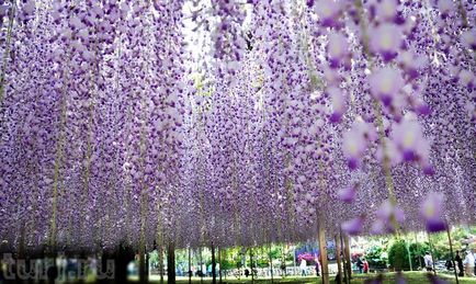 Japonia gradina de flori de asikaga sau aroma de intoxicare a wisteria