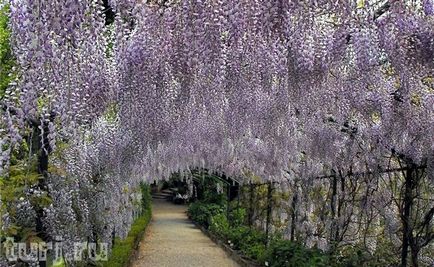 Japonia grădină de flori de asikaga sau arome de intoxicare de wisteria