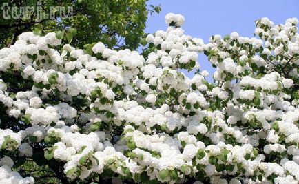 Japonia grădină de flori de asikaga sau arome de intoxicare de wisteria